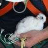 Photos: Six Adorable Baby Falcons At Two NYC Bridges!